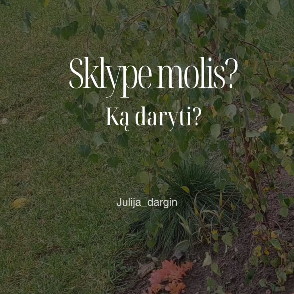 Sklype molis?